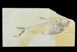 Fossil Fish (Diplomystus) - Green River Formation #119983-1